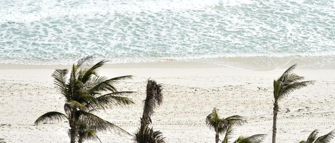 A serene tropical beach with coconut trees and turquoise ocean in Cancún, Mexico.