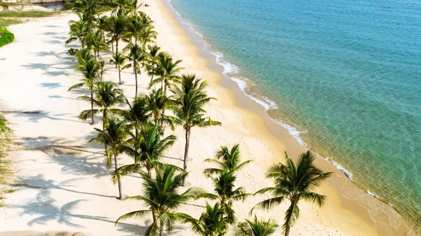 Stunning aerial view of a pristine tropical beach lined with palm trees.